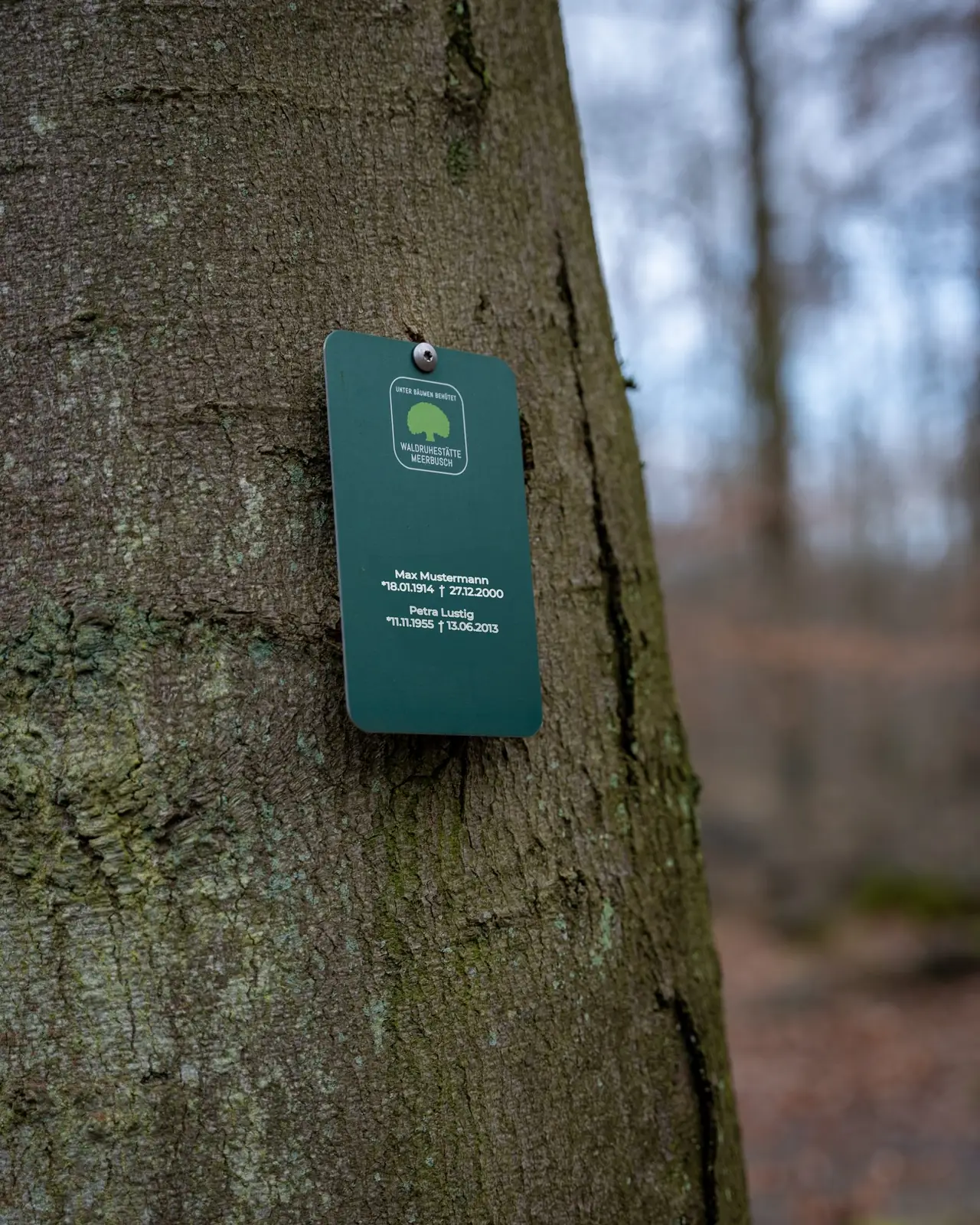 Baumgrab bei einer Waldbestattung in Nordrhein-Westfalen